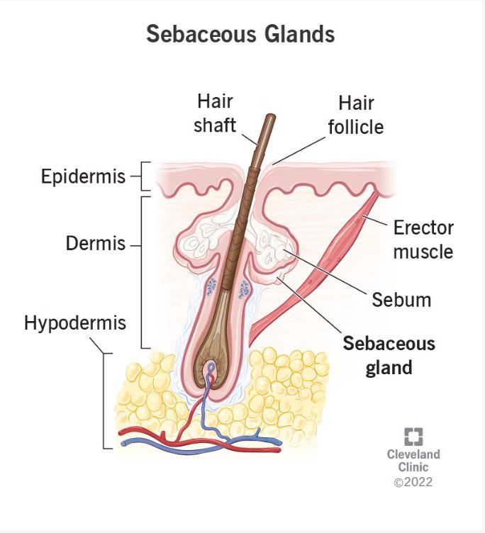 Does Our Skin Have The Ability To Self Moisturize?